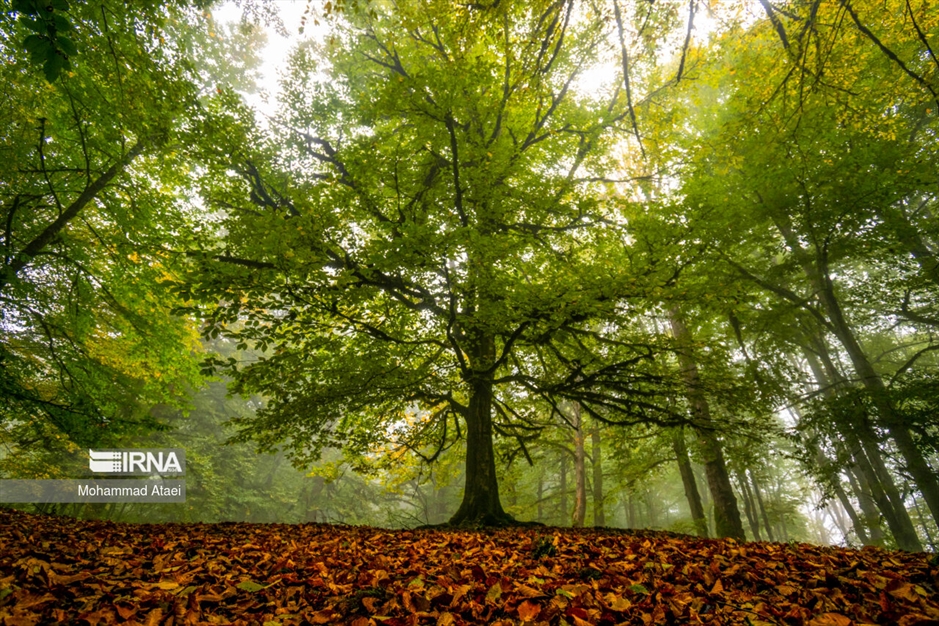 پاییز در مرداب دیوک