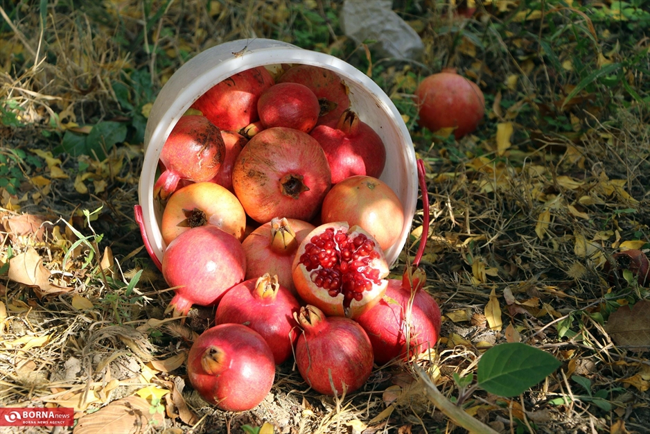 جشنواره انار ارس