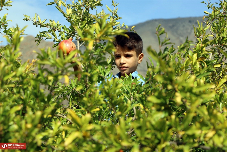 جشنواره انار ارس