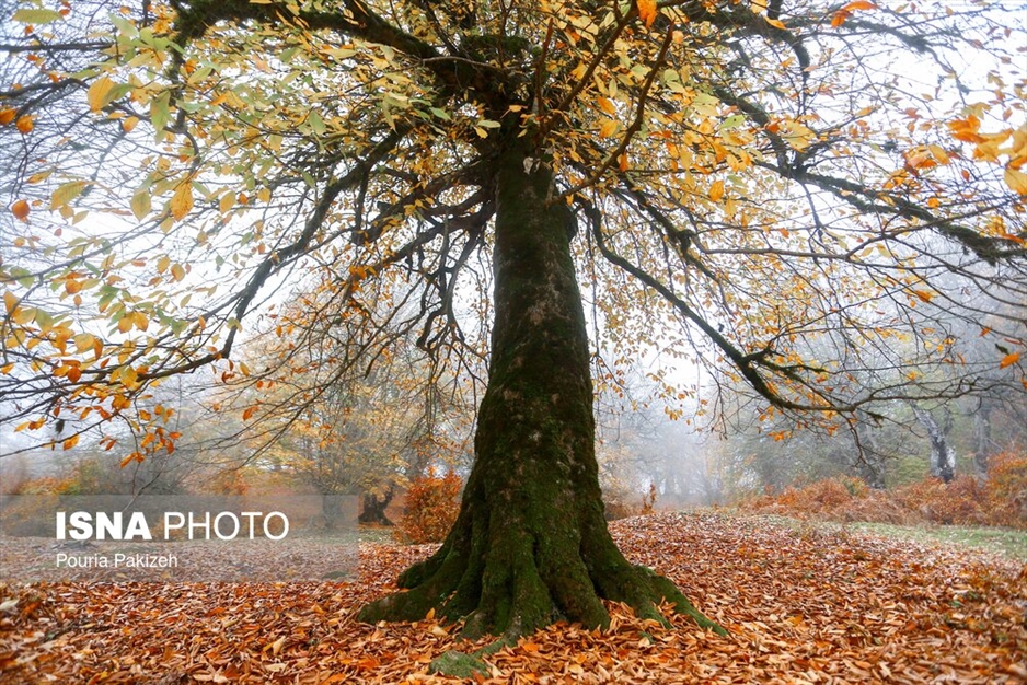 خزان در جنگل «مازیچال» - مازندران