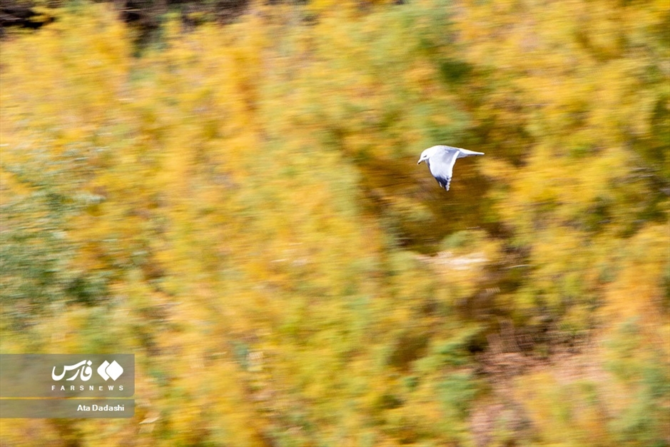 رودخانه «اَرس»