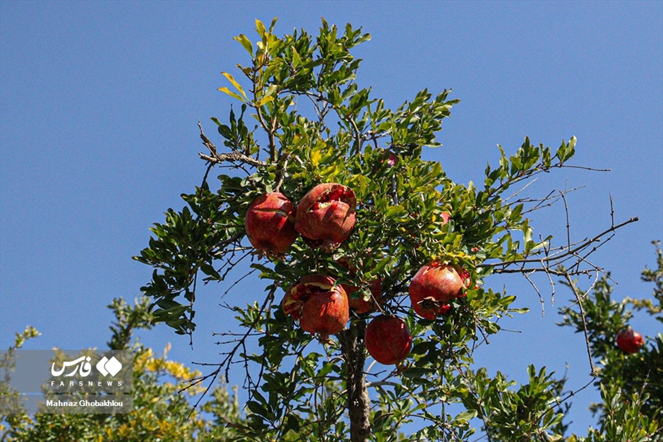 انارِ فیروزکوه