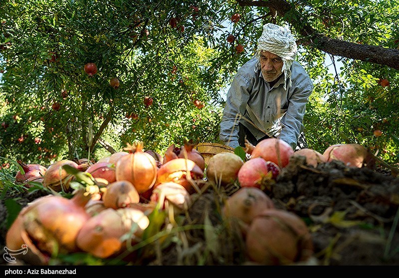 برداشت انار در منطقه سیاب شهرستان کوهدشت