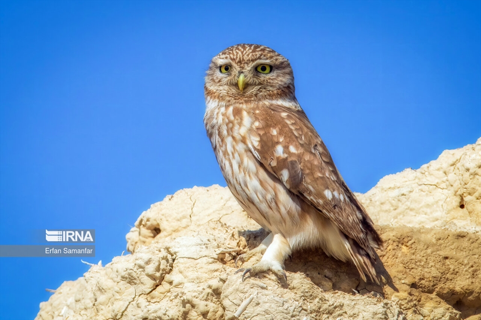 دنیای پرندگان