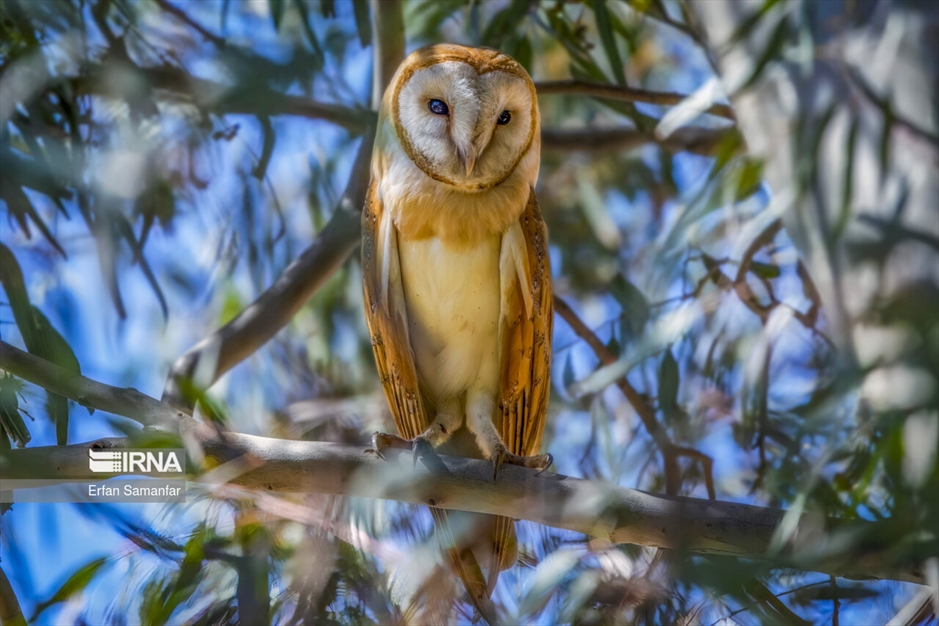 دنیای پرندگان