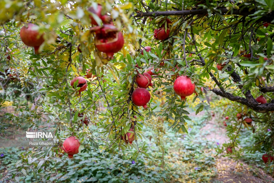 باغ های انار فاروق