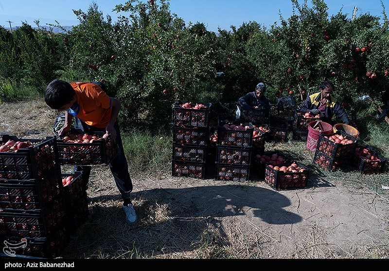 برداشت انار در منطقه سیاب شهرستان کوهدشت