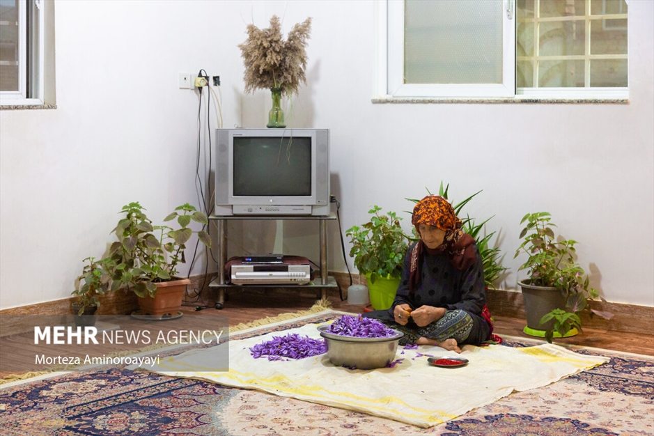 برداشت زعفران در روستای «وامنان»