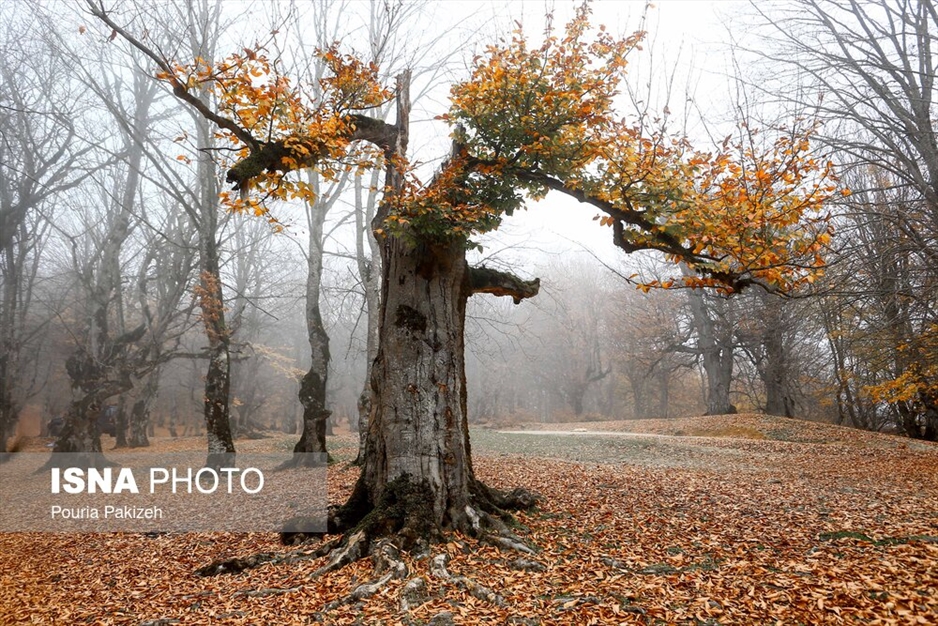 خزان در جنگل «مازیچال» - مازندران