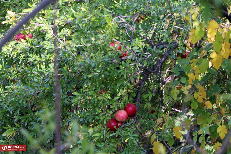 جشنواره انار ارس