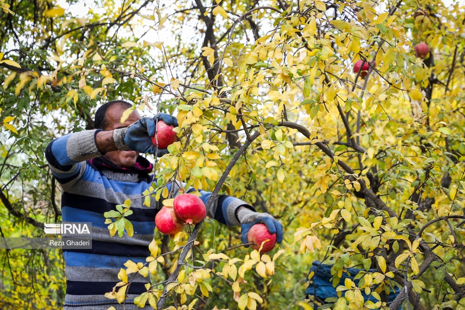 باغ های انار فاروق