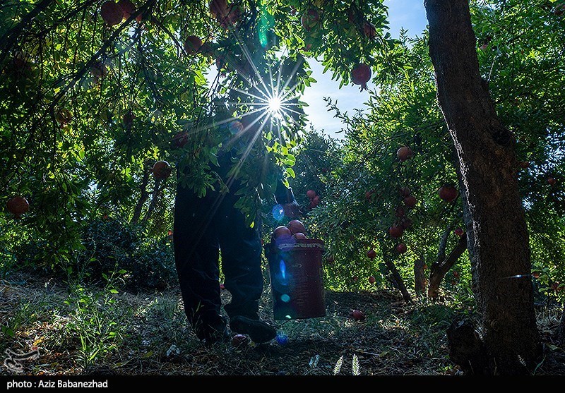 برداشت انار در منطقه سیاب شهرستان کوهدشت