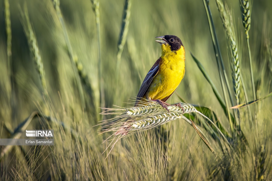 دنیای پرندگان