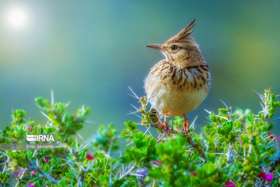 دنیای پرندگان