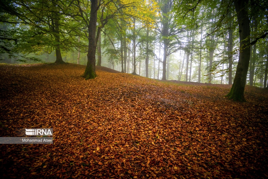 پاییز در مرداب دیوک