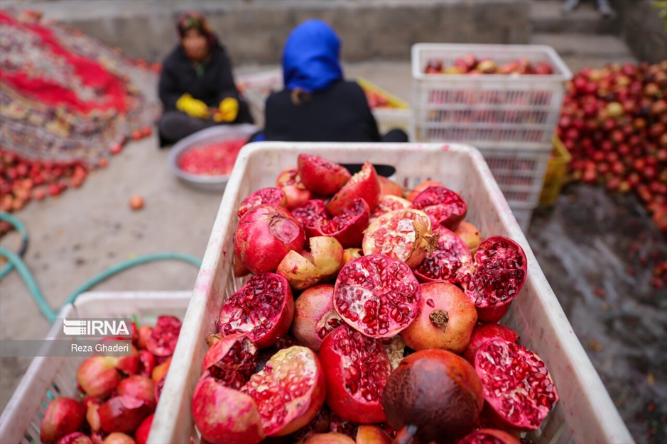 باغ های انار فاروق