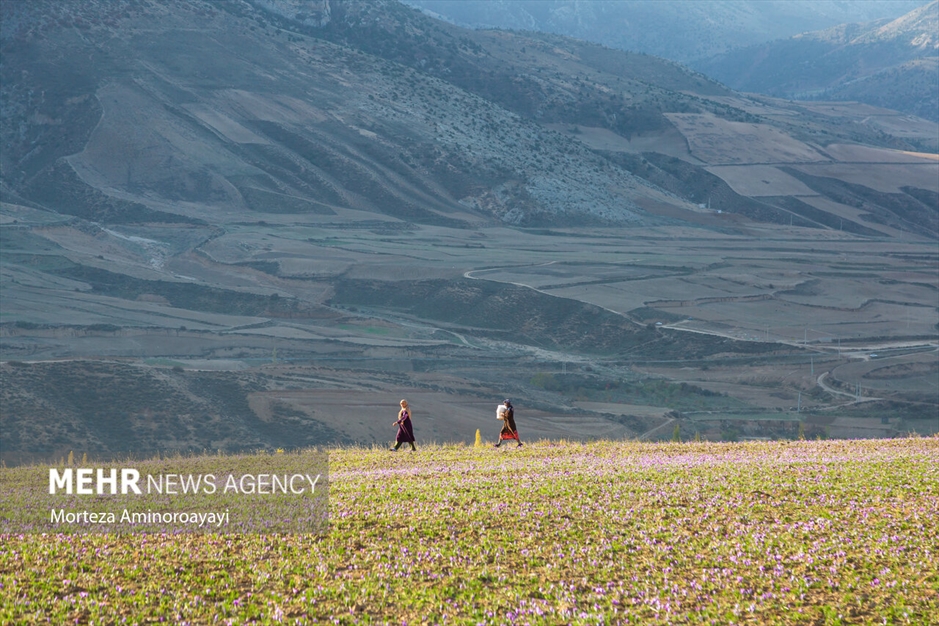 برداشت زعفران در روستای «وامنان»