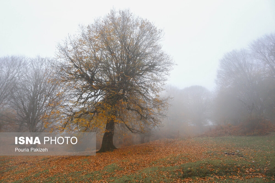 خزان در جنگل «مازیچال» - مازندران