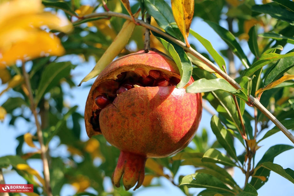 جشنواره انار ارس