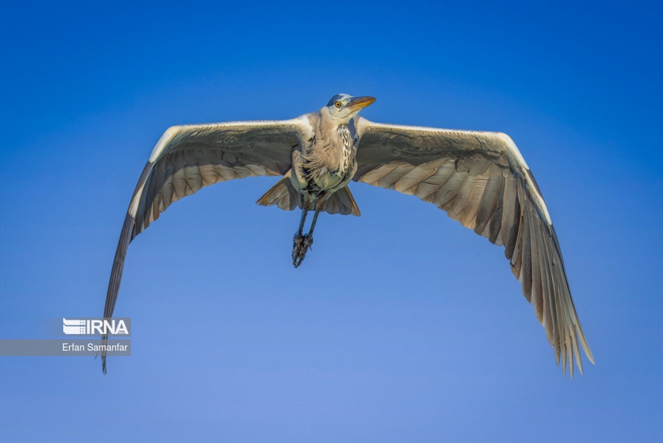دنیای پرندگان