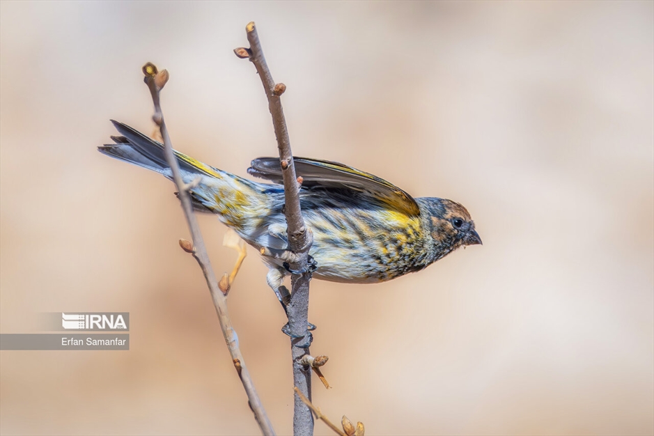 دنیای پرندگان