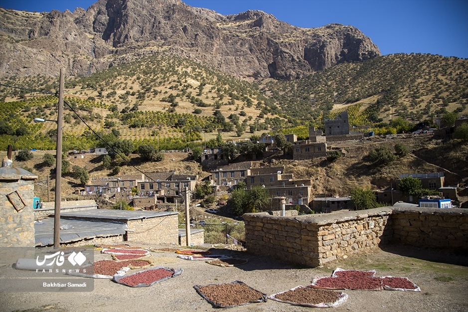 جشنواره «انار هورامان»