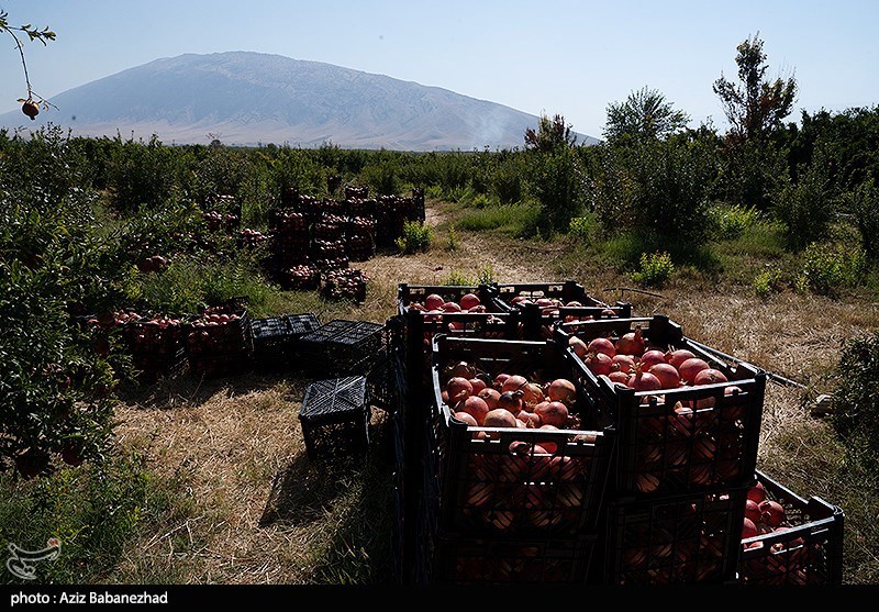 برداشت انار در منطقه سیاب شهرستان کوهدشت