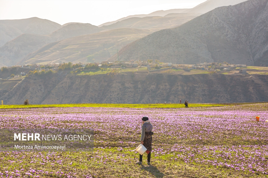 برداشت زعفران در روستای «وامنان»