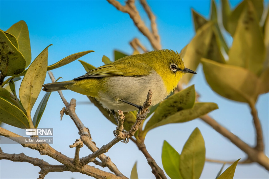 دنیای پرندگان