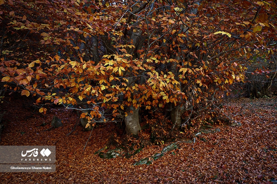 فصل رنگ‌ها