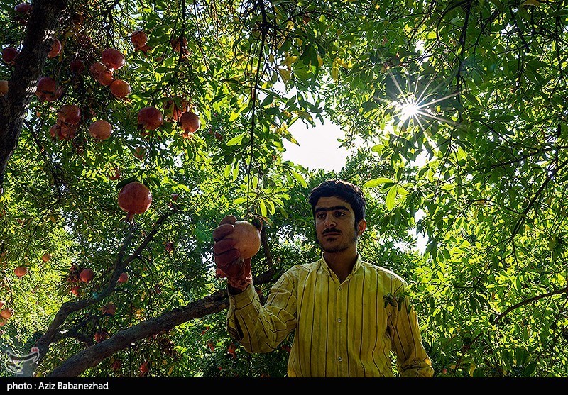 برداشت انار در منطقه سیاب شهرستان کوهدشت
