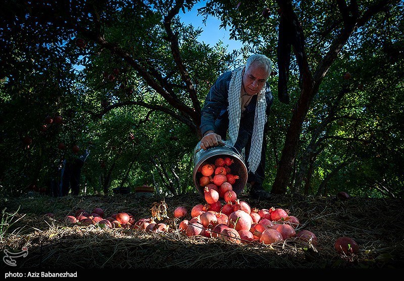 برداشت انار در منطقه سیاب شهرستان کوهدشت