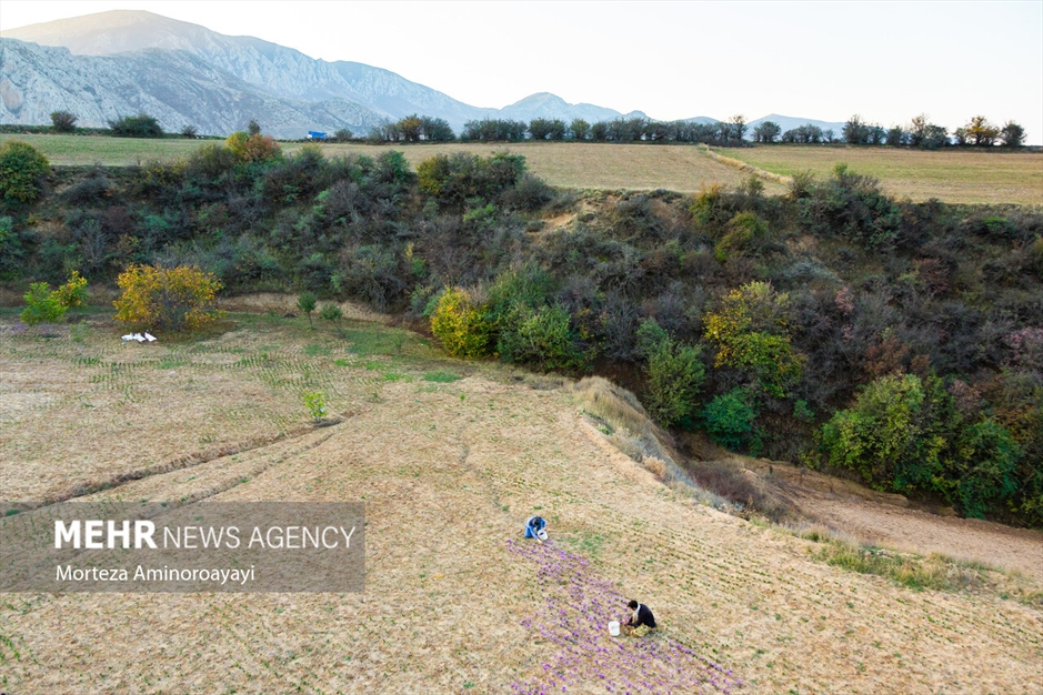 برداشت زعفران در روستای «وامنان»