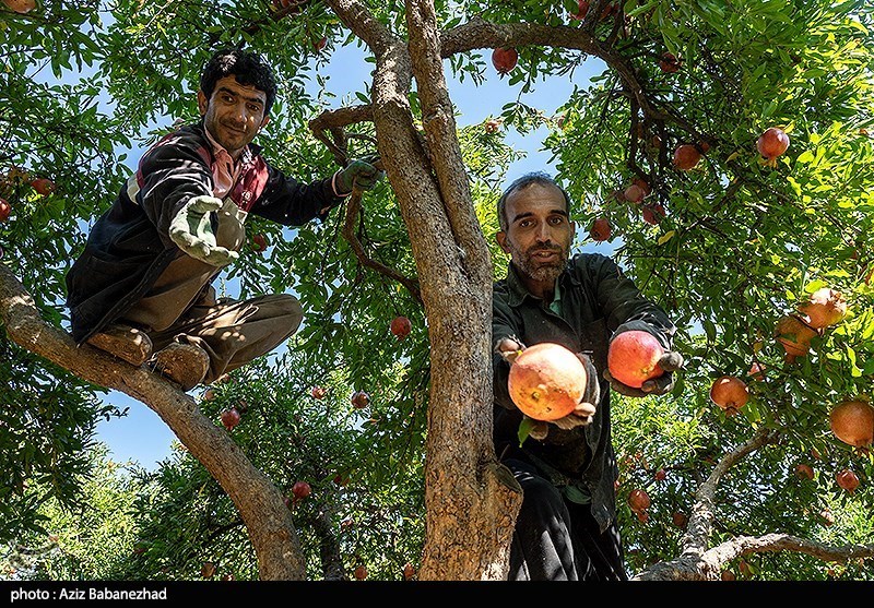 برداشت انار در منطقه سیاب شهرستان کوهدشت