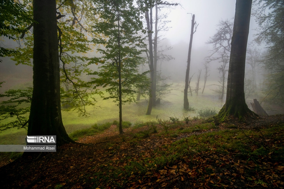 پاییز در مرداب دیوک