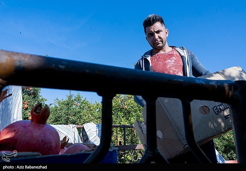 برداشت انار در منطقه سیاب شهرستان کوهدشت