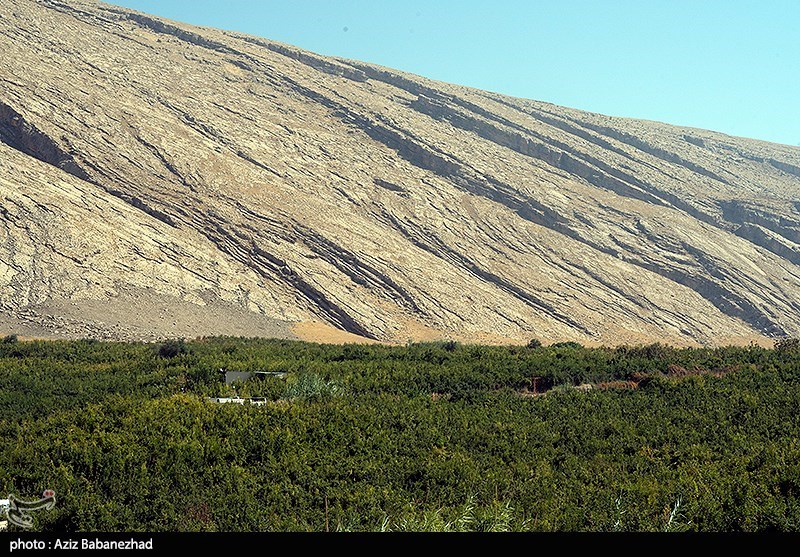 برداشت انار در منطقه سیاب شهرستان کوهدشت