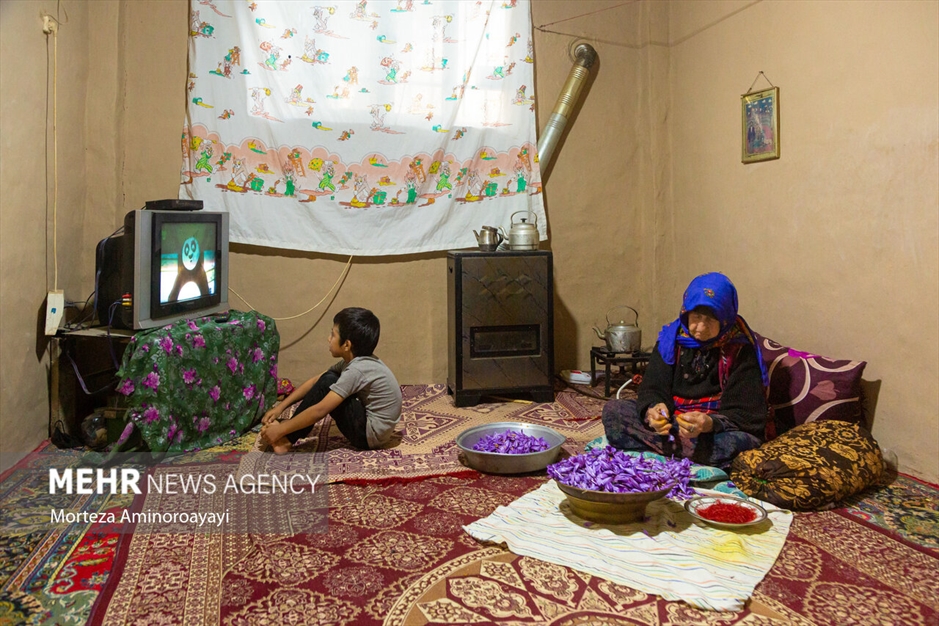 برداشت زعفران در روستای «وامنان»