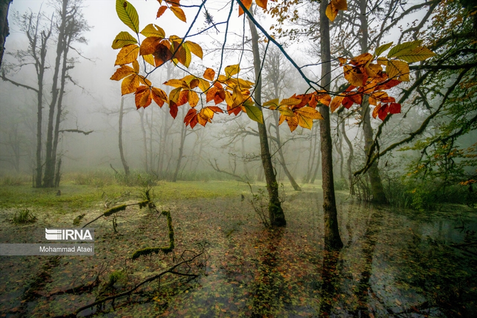 پاییز در مرداب دیوک