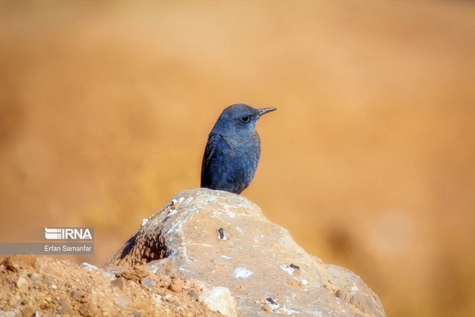 دنیای پرندگان