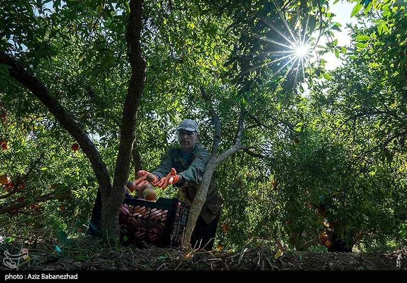 برداشت انار در منطقه سیاب شهرستان کوهدشت