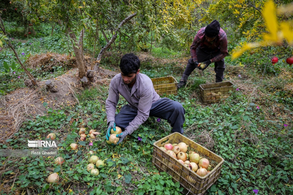 باغ های انار فاروق