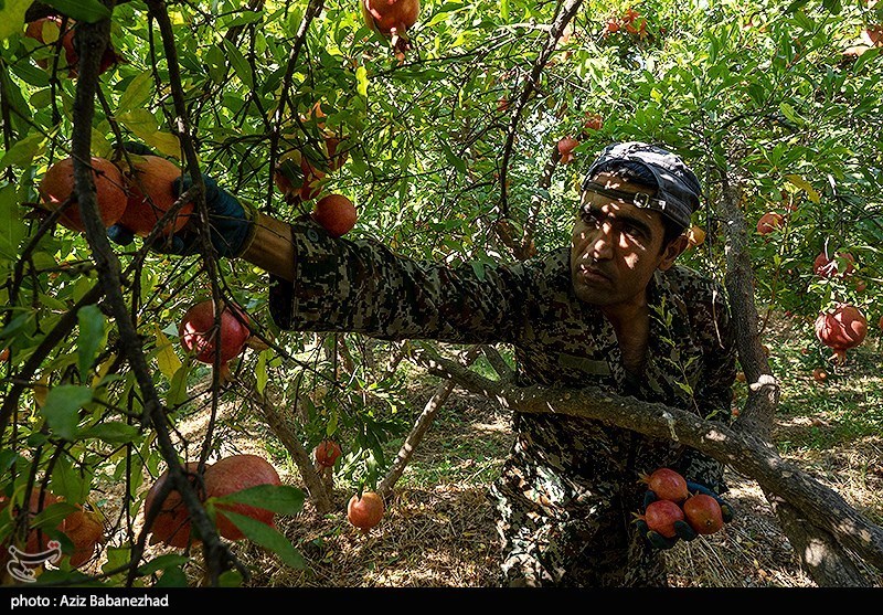 برداشت انار در منطقه سیاب شهرستان کوهدشت