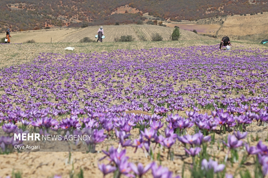برداشت زعفران آزادشهر