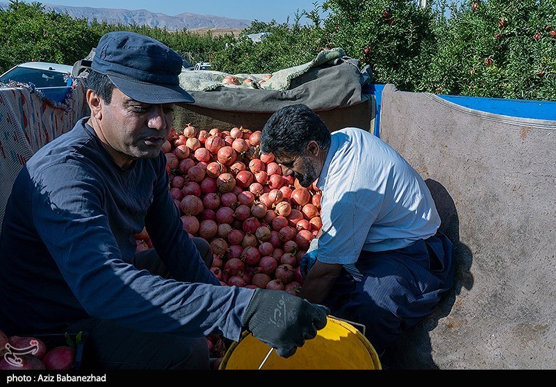 برداشت انار در منطقه سیاب شهرستان کوهدشت