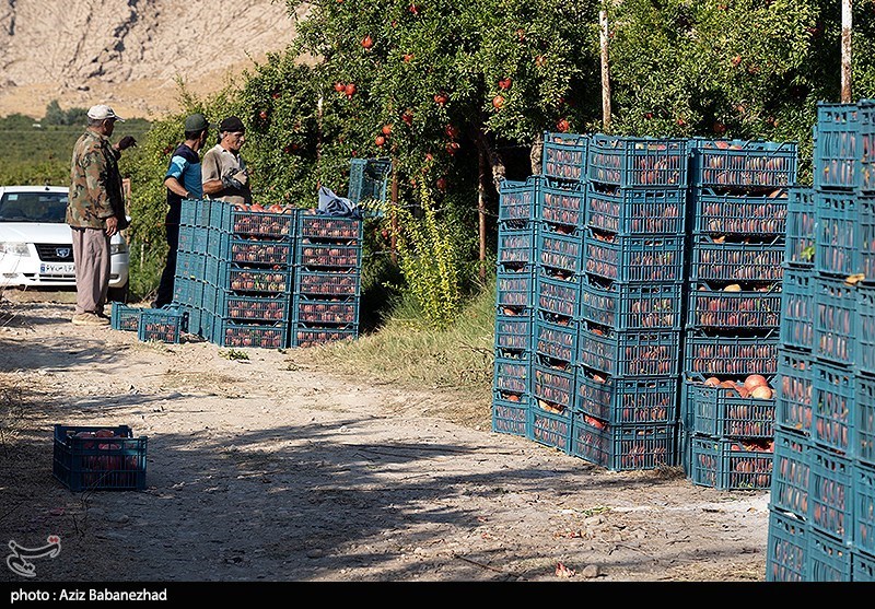 برداشت انار در منطقه سیاب شهرستان کوهدشت