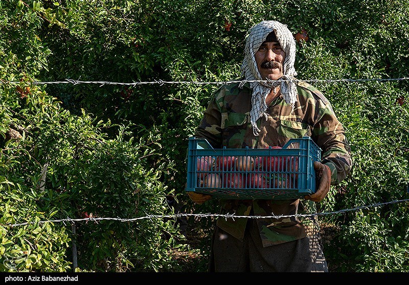 برداشت انار در منطقه سیاب شهرستان کوهدشت