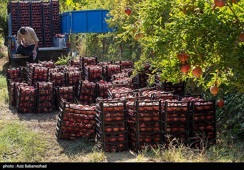 برداشت انار در منطقه سیاب شهرستان کوهدشت