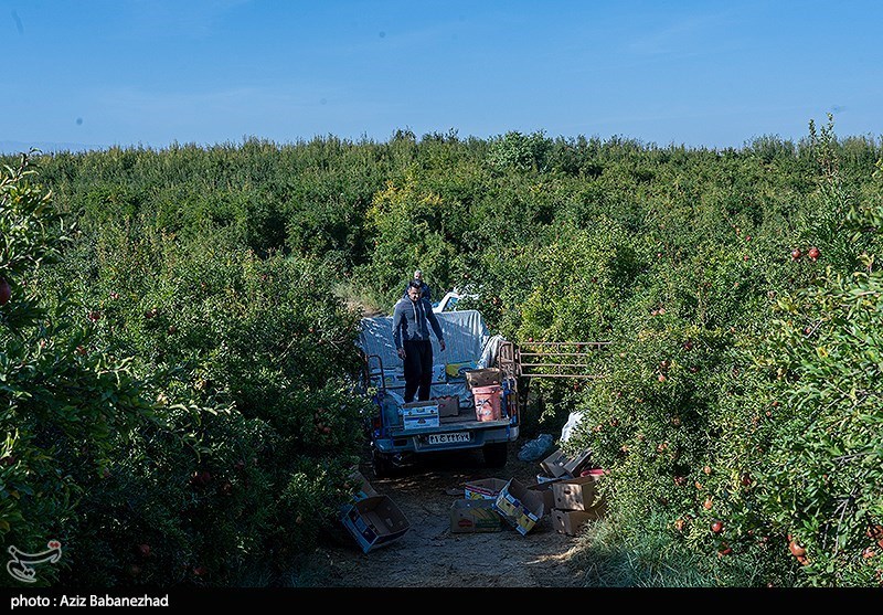 برداشت انار در منطقه سیاب شهرستان کوهدشت