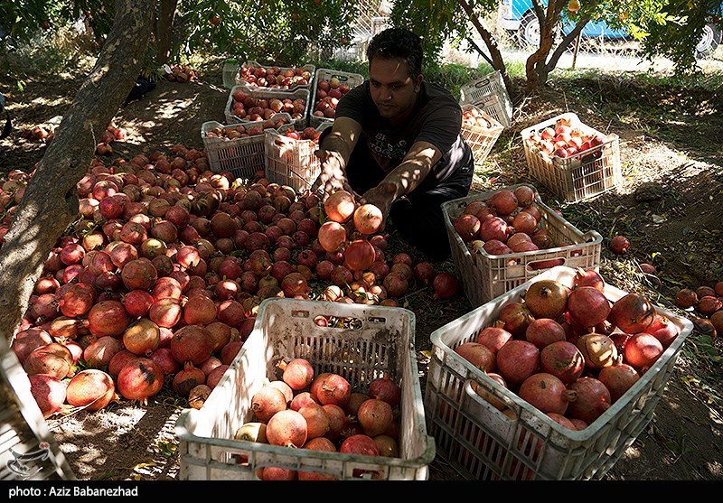 برداشت انار در منطقه سیاب شهرستان کوهدشت